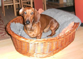 Kuchen-Kr�mel