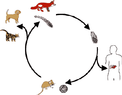 Entwicklungszyklus des kleinen Fuchsbandwurms